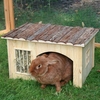 Nature Plus Small Pet House with Hay Rack - 42 x 34.5 x 27 cm (LxWxH)