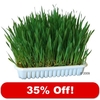 Nibble Grass - 35% Off! - 100g